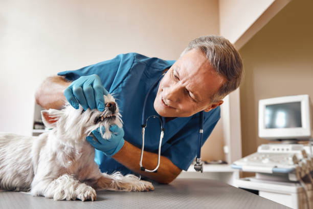 Best Urgent Tooth Repair  in Holtsville, NY